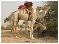 circuit 4x4 dans le désert du Sahara en Mauritanie - 8 jours banc d'arguin - adrar
