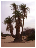 circuit 4x4 dans le désert du Sahara en Mauritanie - 8 jours adrar - tagant