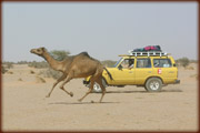 dromadaite et 4x4 dans le desert du sahara en mauritanie, afrique